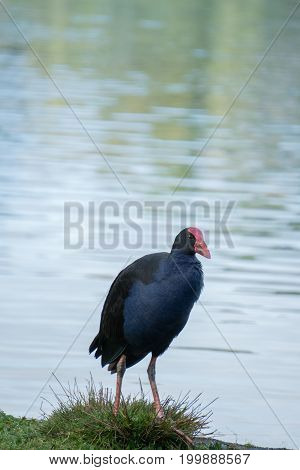 Pukeko Standing in Grass Beside Lake in New Zealand Vertical with Copy Space