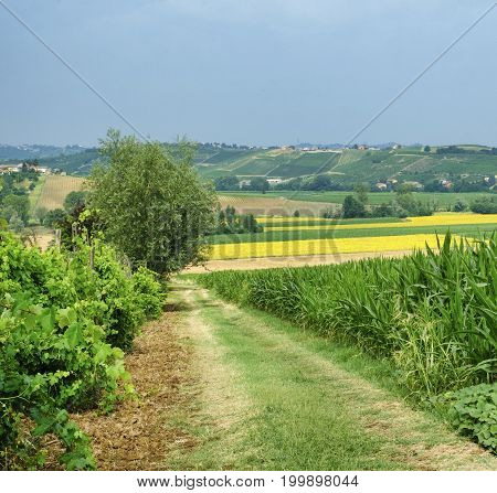 Rural landscape at summertime along the road from Ganaghello to Vicobarone (Piacenza Emilia Romagna Italy) in the Tidone valley