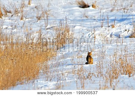 European wildcat (Felis silvestris silvestris). Wild life animal.