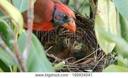A newborn cardinal bird has a green worm sticking out of its mouth after as its father watches over him in the birds nest.