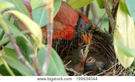 A very red colored male cardinal bird is feeding his two day old chicks a green worm in their birds nest.