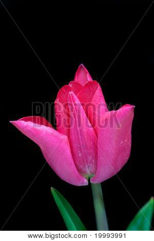 Petali di tulipano