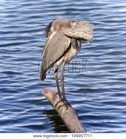 Picture With A Great Blue Heron Standing On A Log