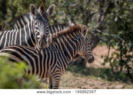Several Zebras Playing On The Road.