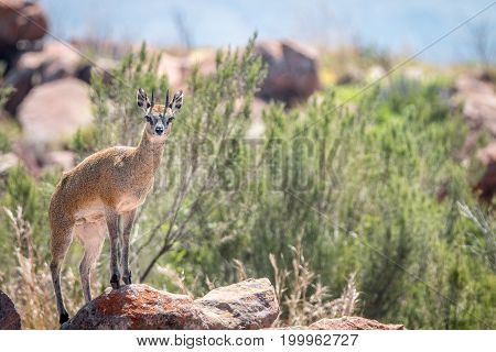 A Klipspringer On Top Of A Rock.
