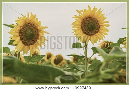 Vintage form of flowering sunflowers close-up. Retro background for any theme