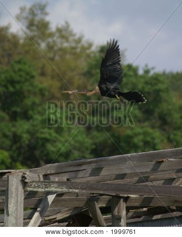 Anhinga en vuelo 2
