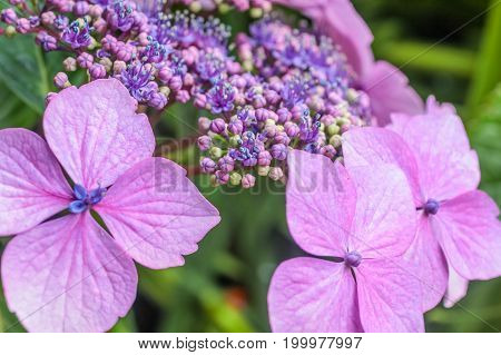 Purple hydrangea blossoms in the rain at Derrynane House Caherdaniel Killarney County Kerry Ireland