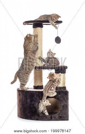 Cat tree scratching post or activity centre. Kittens with mother playing around isolated on white