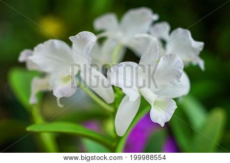 White orchid plant over natural background beautiful shape flower