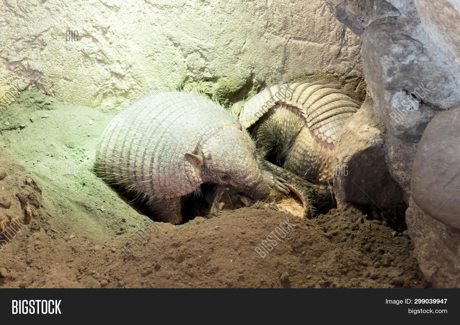 Armadillo, Yellow Image & Photo (Free Trial) Bigstock