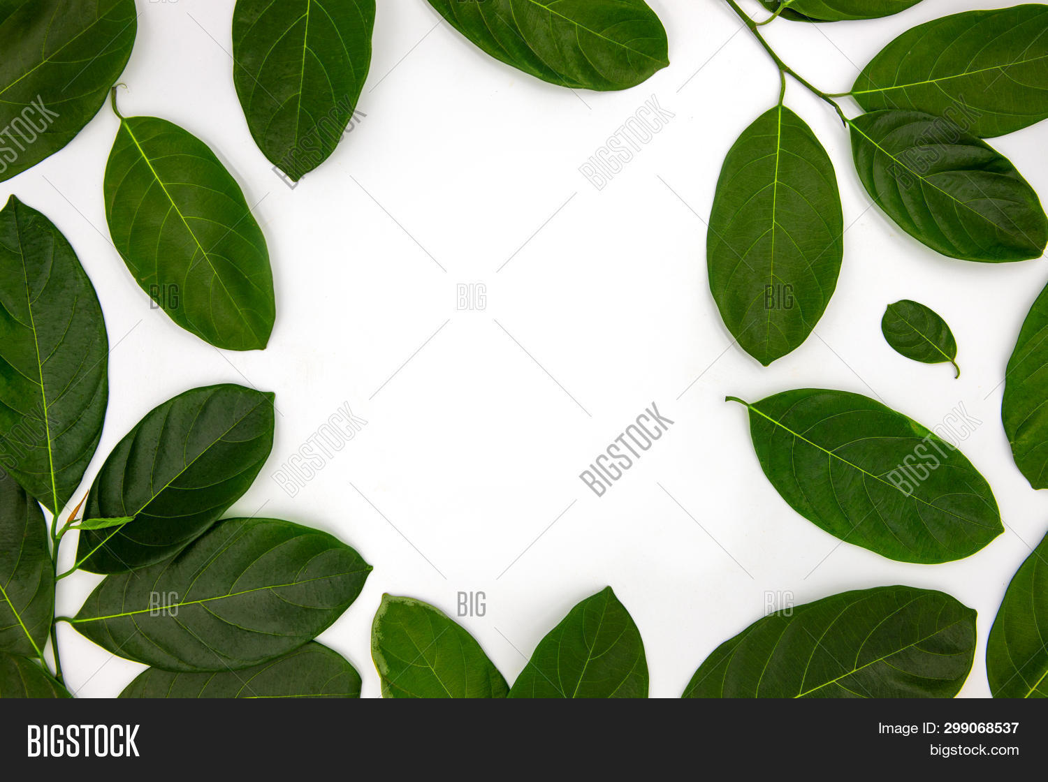 Green Leaves Ornament Image & Photo (Free Trial) | Bigstock