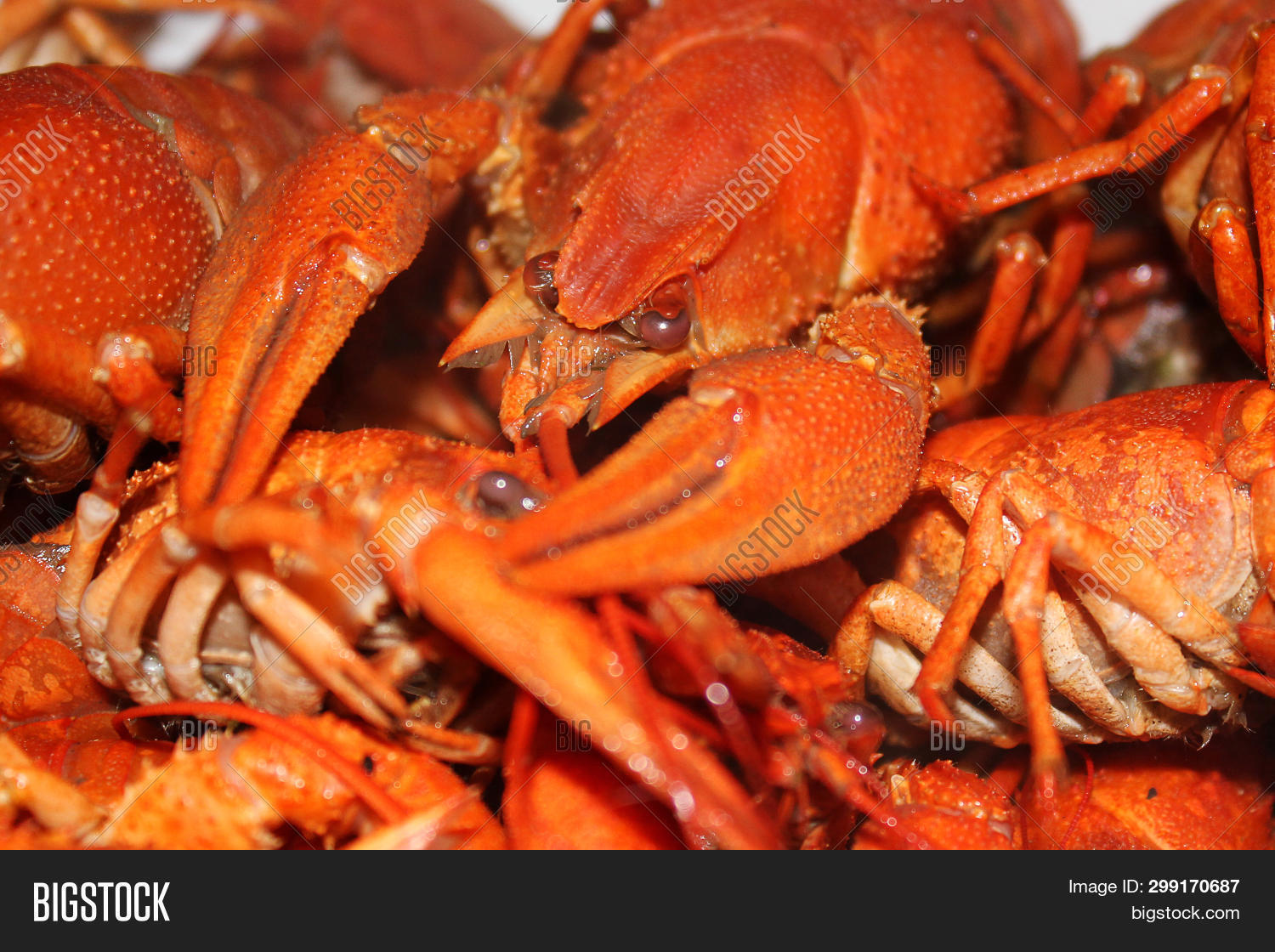 Boiled Crayfish Close Image Photo Free Trial Bigstock Boiled Crayfish Close Image Photo Free Trial Bigstock
