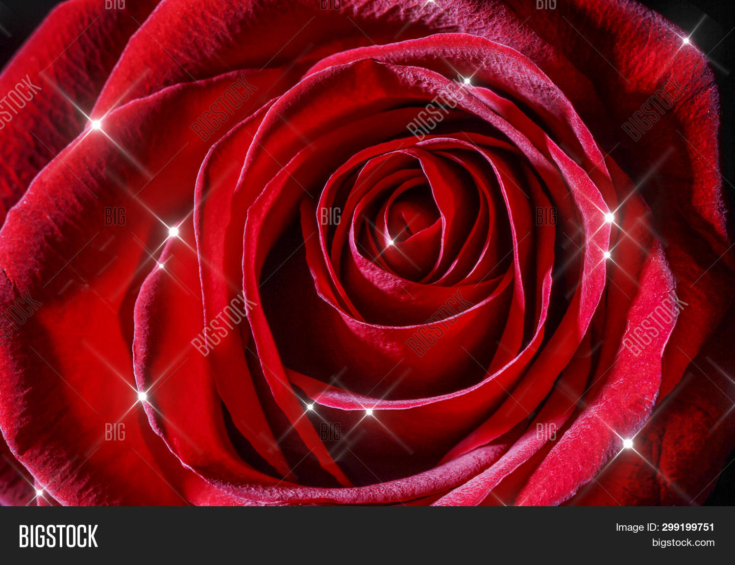 Red Rose Close Macro Image Photo Free Trial Bigstock