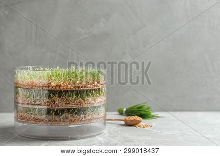 Wheat Grass In Sprouter On Table Against Color Background, Space For Text