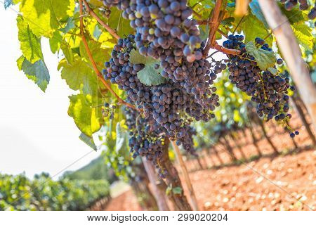 Winegrowing In Summer: Ripe Vine Grapes On A Farm
