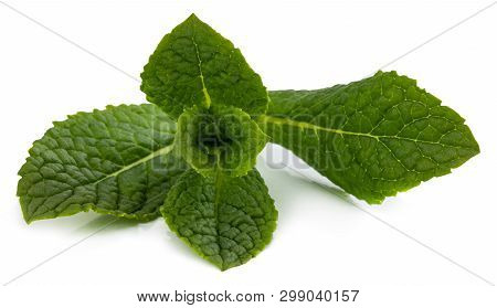 Fresh Raw Mint Leaves Isolated On White Background