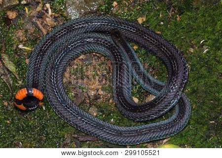 Macro Image Of A Very Venomous Banded Malaysian Coral Snake