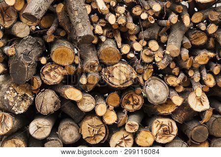 Many Pile Of Wood In The Village