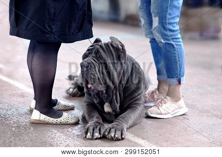 Big Dog Of Neapolitan Mastiff Breed, Old School Ear Cut, Laying Between Two Pairs Of Women Legs. Clo