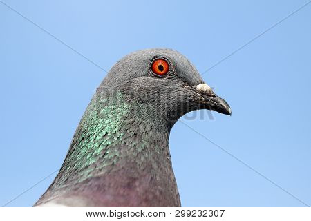 A Portrait Of A Feral Pigeon With Striking Red Eye And Patch Of Green Iridescence In The Neck Feathe