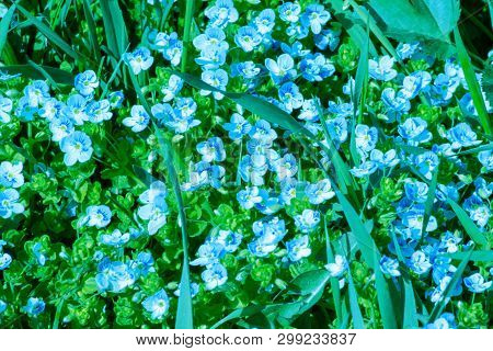Veronica Filiformis Slender Speedwell Little Blue Flowers Bloomed In The Garden, Delicate Flower Bac