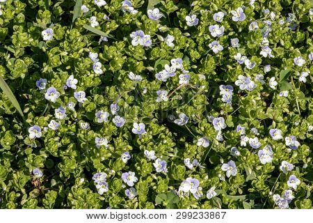 Veronica Filiformis Slender Speedwell Little Blue Flowers Bloomed In The Garden, Delicate Flower Bac