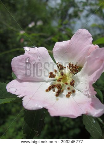 theThe morning sun shines on the rose hip blossom decorated with dew drops.  Water drops glisten on delicate pink and white petals. Behind them the leaves of the large dog rose bush are blurred.