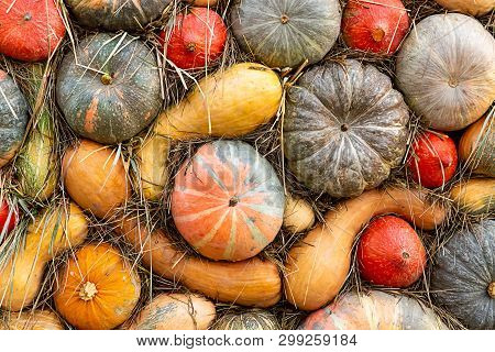 Set Autumn Background Base Vegetable Round Orange Long Pumpkin Among Straw Rustic Design Natural