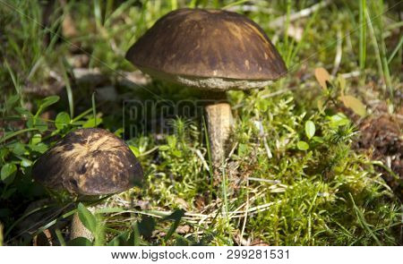 Tasty And Healthy Mushrooms Grow In The Autumn Siberian Taiga