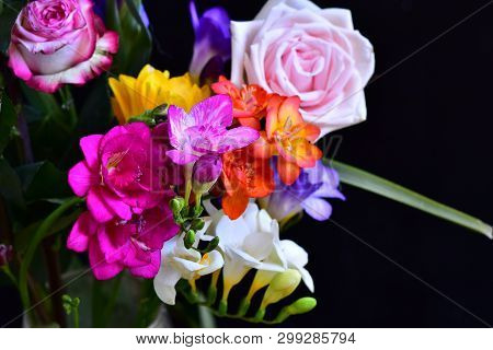 Very Nice Colorful Freesia And Rose Close Up