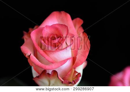 Very Pretty  Colorful Rose Close Up In The Sunshine