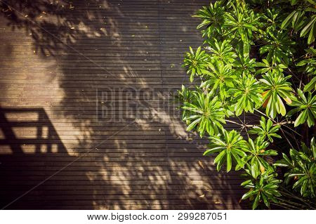 Sunshine On Dark Wooden Floor With Shadows Of Trees And A Building. Green Foliage In Summer. Sri Nak