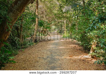 Shady Walkway With Natural Sunlight Among The Lush Green Forest In Summer.  Sri Nakhon Khuean Khan P