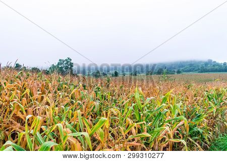 Fog In The Rain On Corn Field.