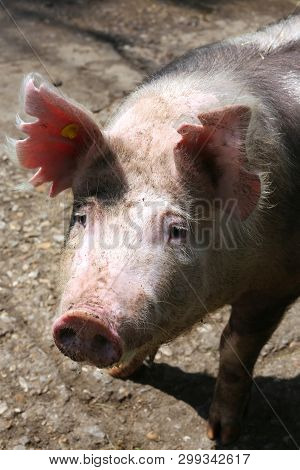 Side View Portrait Closeup Of A Pink Colored Yoiung Pig Sow