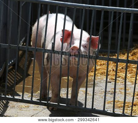 Side View Portrait Closeup Of A Pink Colored Yoiung Pig Sow