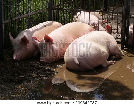 Side View Portrait Closeup Of A Pink Colored Yoiung Pig Sow
