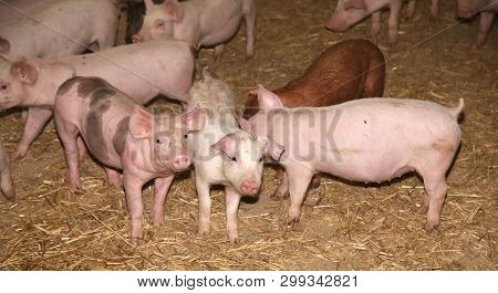 Side View Portrait Closeup Of A Pink Colored Yoiung Pig Sow