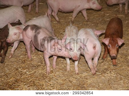 Side View Portrait Closeup Of A Pink Colored Yoiung Pig Sow