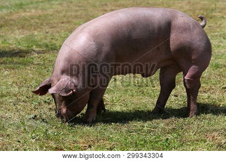 Side View Portrait Closeup Of A Pink Colored Yoiung Pig Sow
