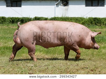 Side View Portrait Closeup Of A Pink Colored Yoiung Pig Sow