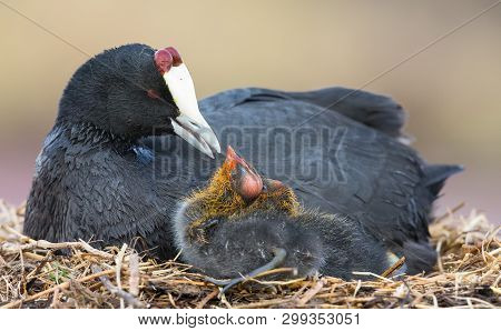 Red Knobbed Coot Sitting On A Nest With Two Chicks Protecting Them