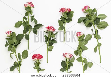 Beautiful Little Roses Flat Layout On White Background