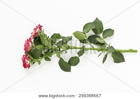 Beautiful Rose With Three Flowers On White Background