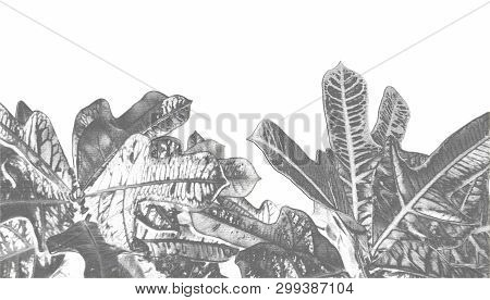 Foliage Of Codiaeum Variegatum. Illustration Of Croton Isolated On White Background. Beautiful Home 