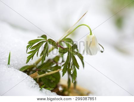 Flower Anemona Nemorosa Covered With Snow After Snowstorm In The Spring