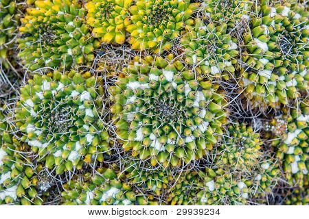 close up Kaktus
