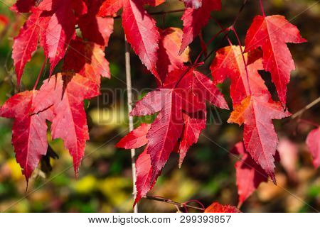 Leaves Of Amur Maple Or Acer Ginnala In Autumn Sunlight With Bokeh Background, Selective Focus, Shal