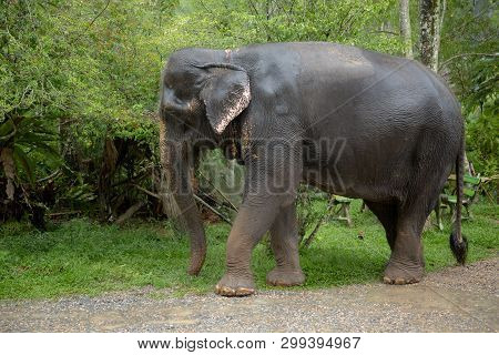 The Hard Work Of Thai Elephants, Sad Eyes.